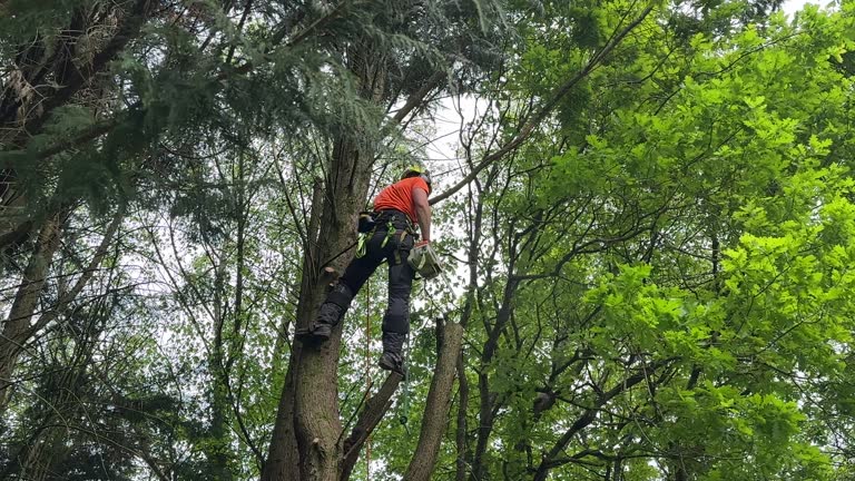 Tree and Shrub Care in Gunnison, CO